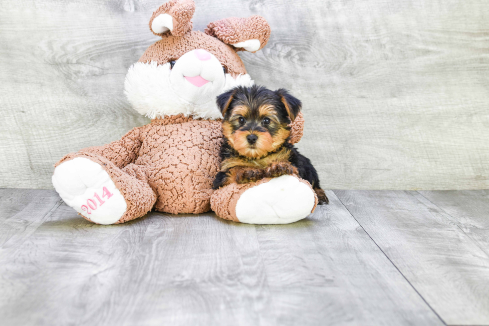 Meet Timmy - our Yorkshire Terrier Puppy Photo 