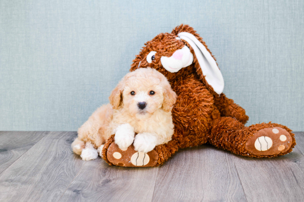 Popular Mini Goldendoodle Poodle Mix Pup