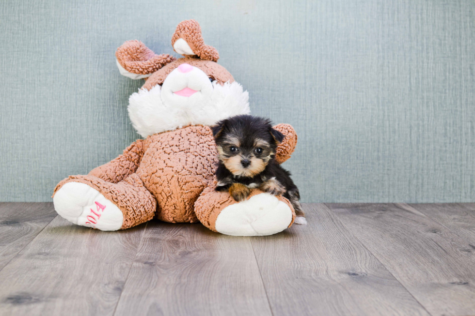 Morkie Puppy for Adoption