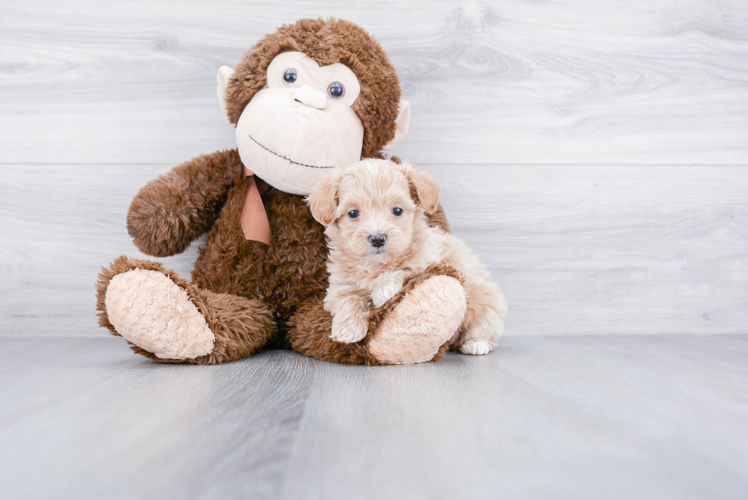 Funny Maltipoo Poodle Mix Pup