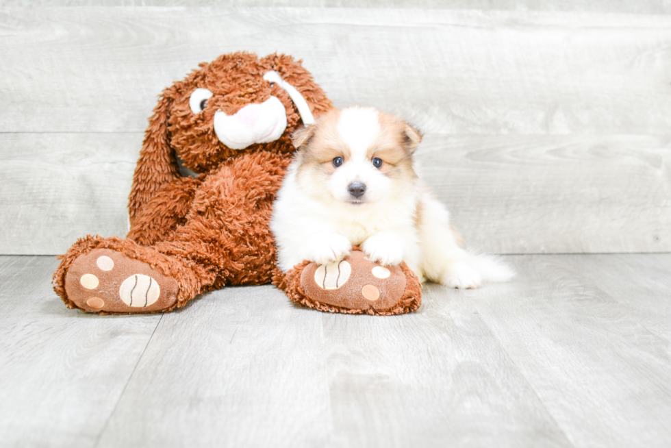 Funny Pomeranian Baby