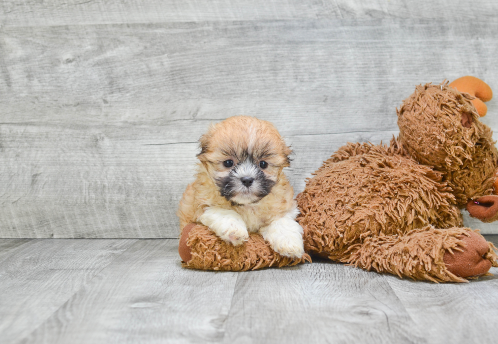 Hypoallergenic Shichon Designer Puppy