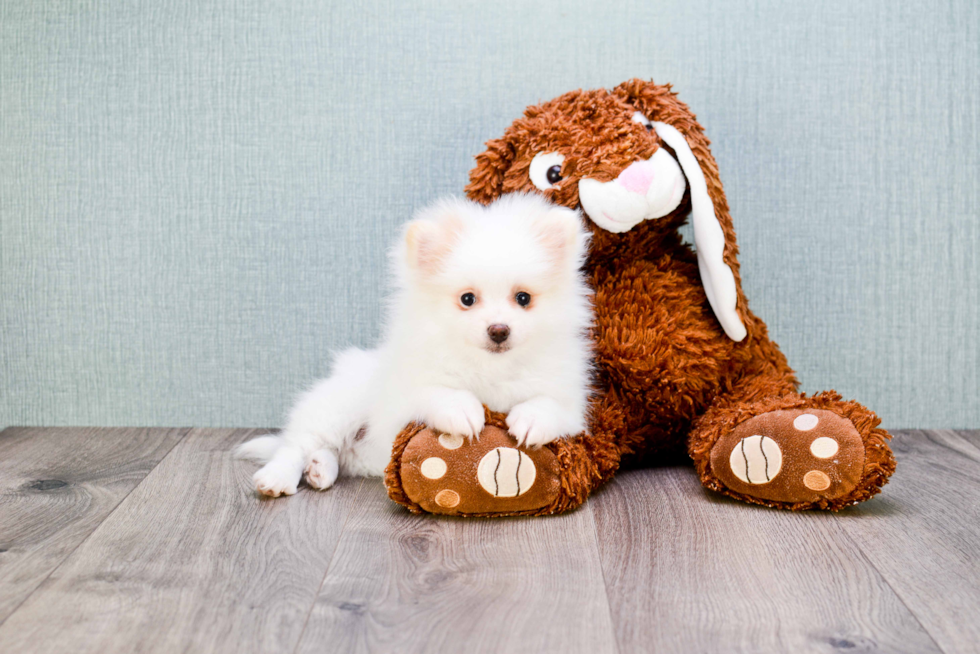 Adorable Pomeranian Purebred Puppy