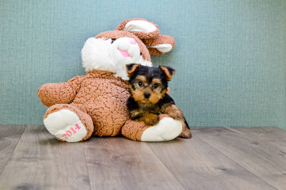 Meet Bella - our Yorkshire Terrier Puppy Photo 