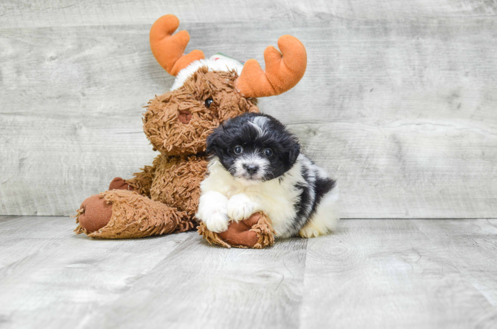 Cute Pomeranian Purebred Puppy