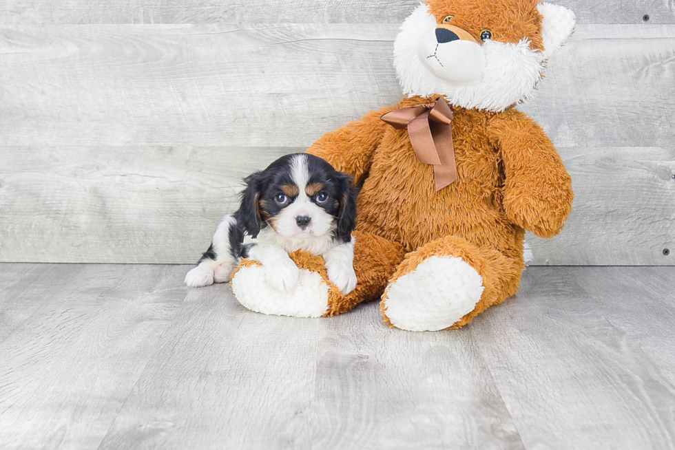 Cavalier King Charles Spaniel Puppy for Adoption