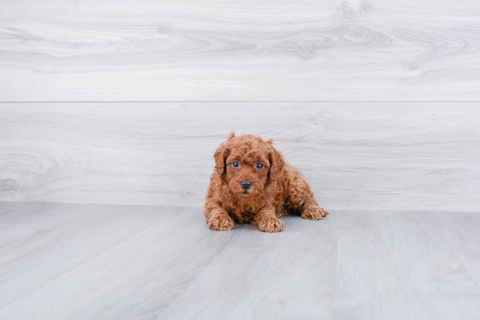 Best Cavapoo Baby