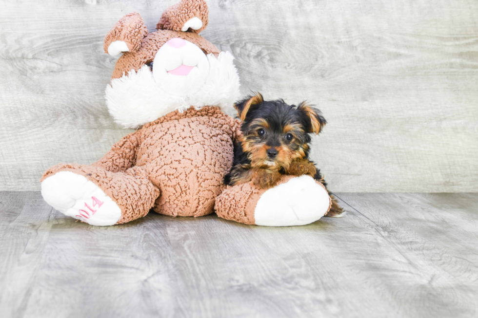 Meet Stevo - our Yorkshire Terrier Puppy Photo 