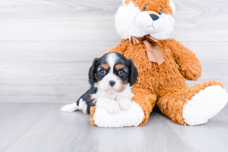 Cavalier King Charles Spaniel Puppy for Adoption