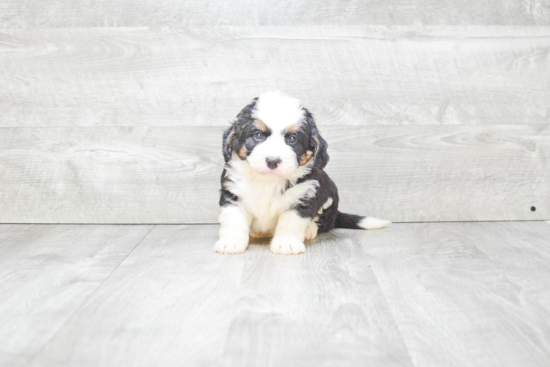 Mini Bernedoodle Pup Being Cute