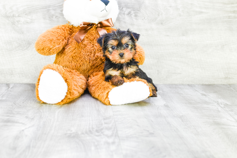 Meet Ronaldo - our Yorkshire Terrier Puppy Photo 