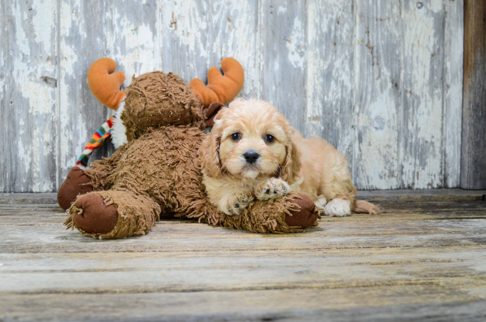 Cavachon Puppy for Adoption