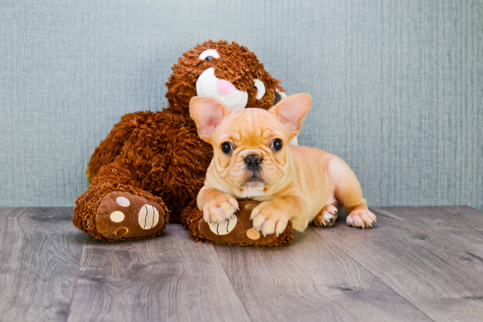 Best French Bulldog Baby