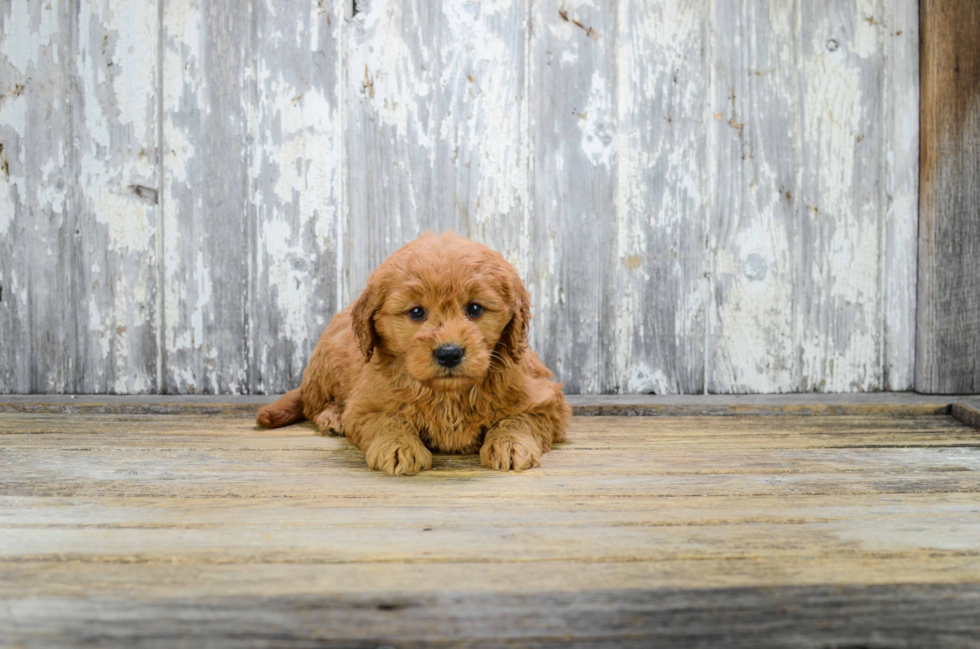 Happy Mini Goldendoodle Baby