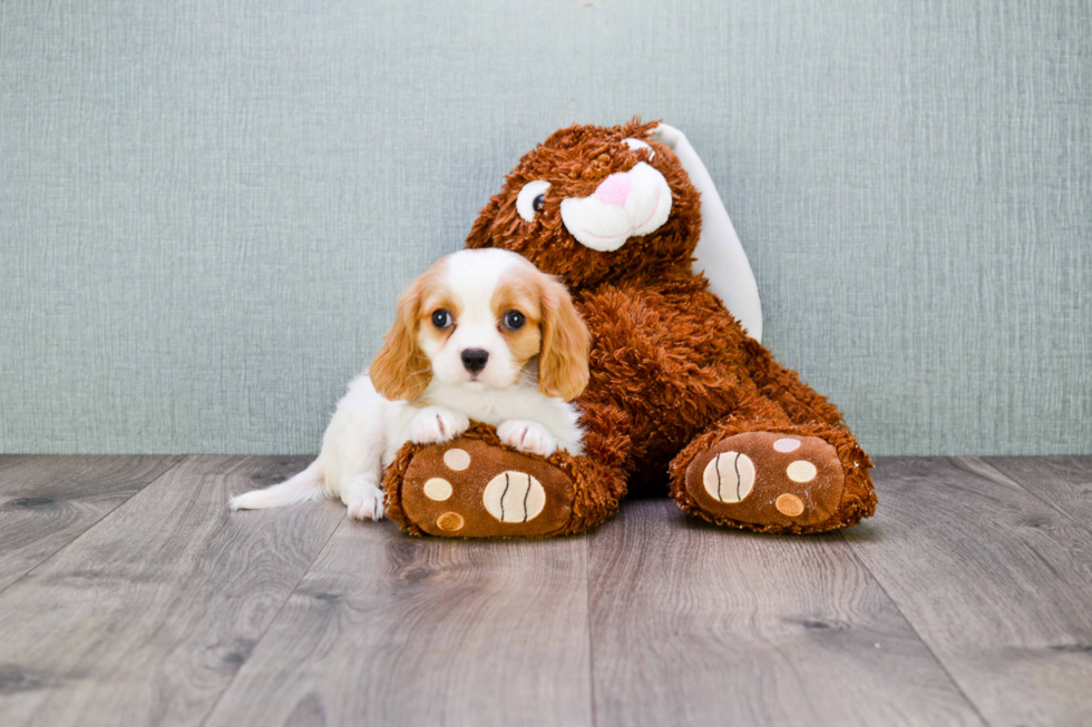 Popular Cavalier King Charles Spaniel Purebred Pup