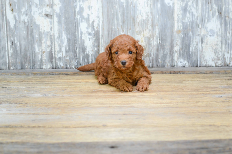 Best Mini Goldendoodle Baby