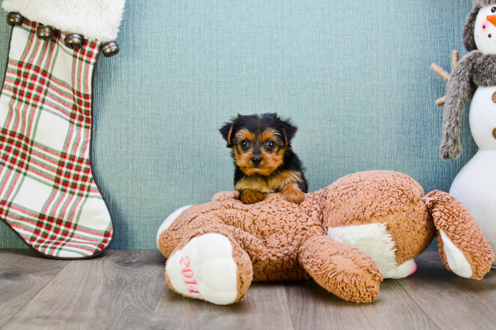 Meet Joey - our Yorkshire Terrier Puppy Photo 