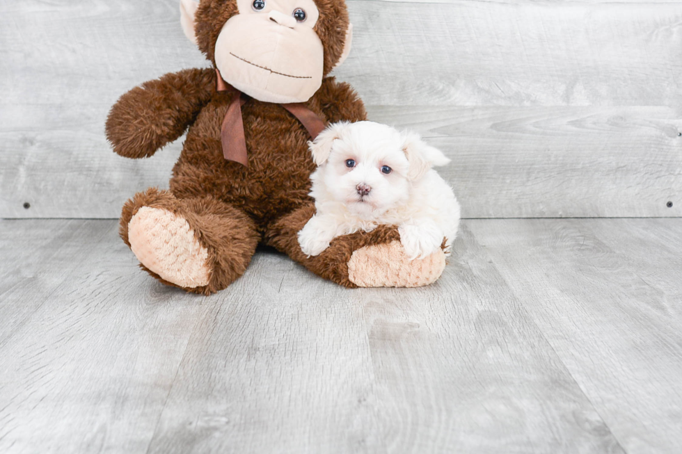 Best Maltipoo Baby