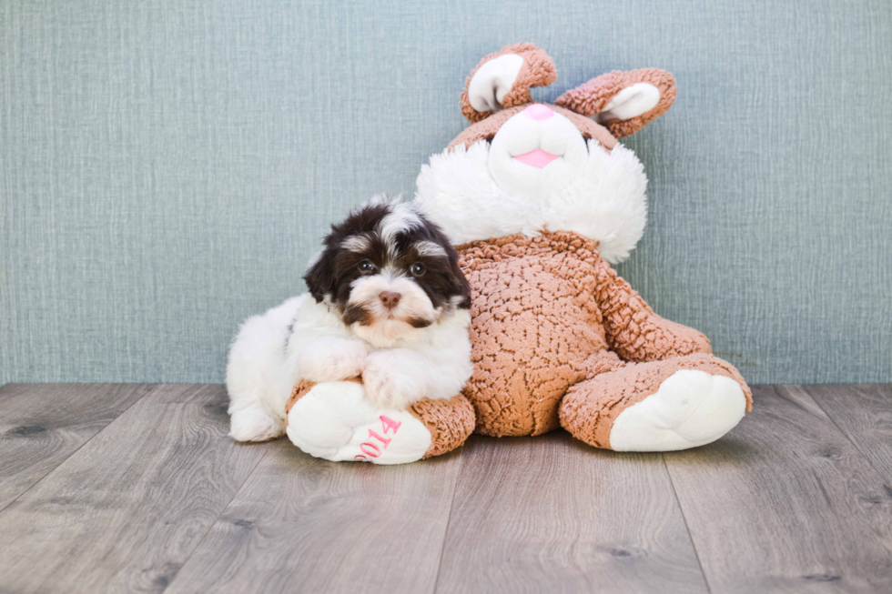 Best Havanese Baby