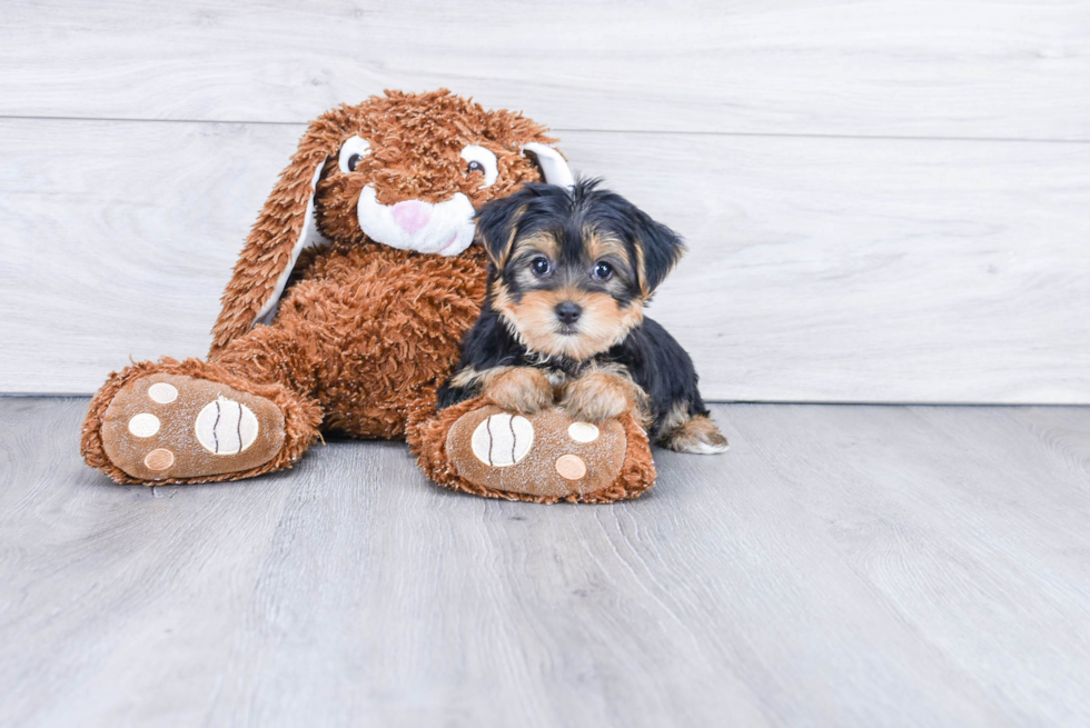 Meet Avery - our Yorkshire Terrier Puppy Photo 