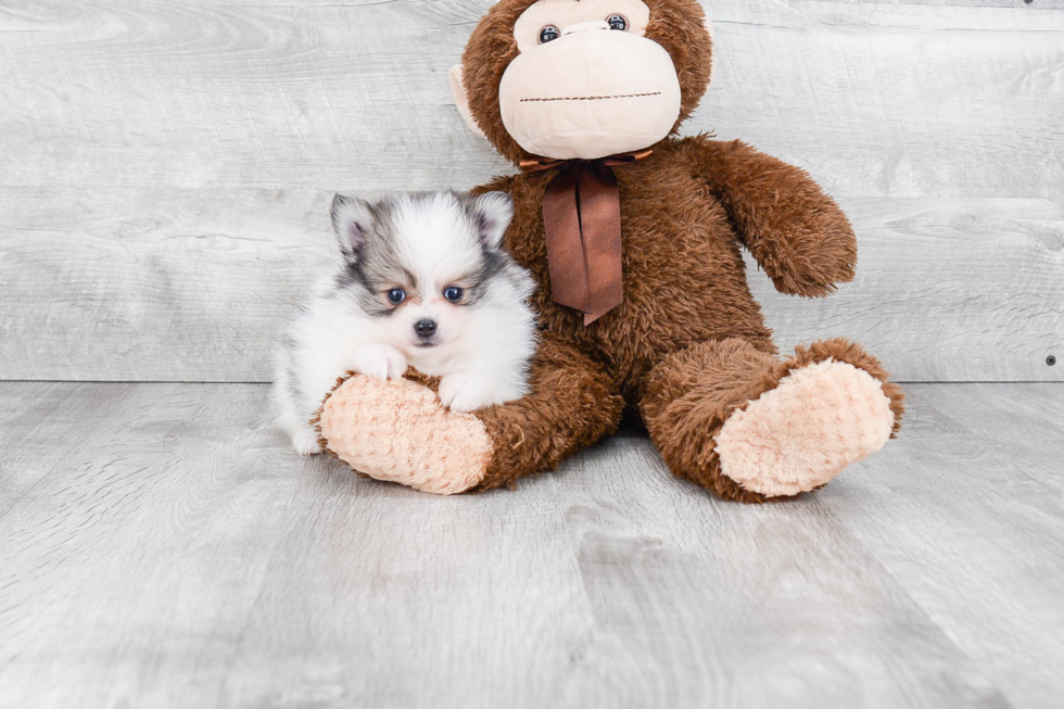 Cute Pomeranian Purebred Puppy