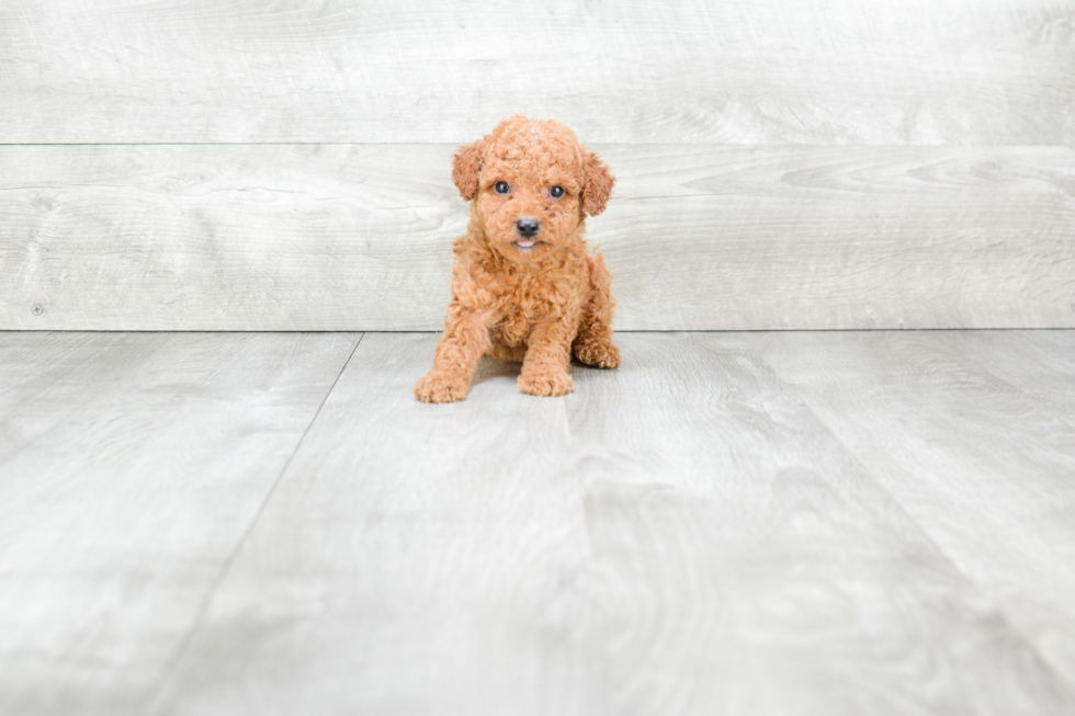 Friendly Poodle Baby