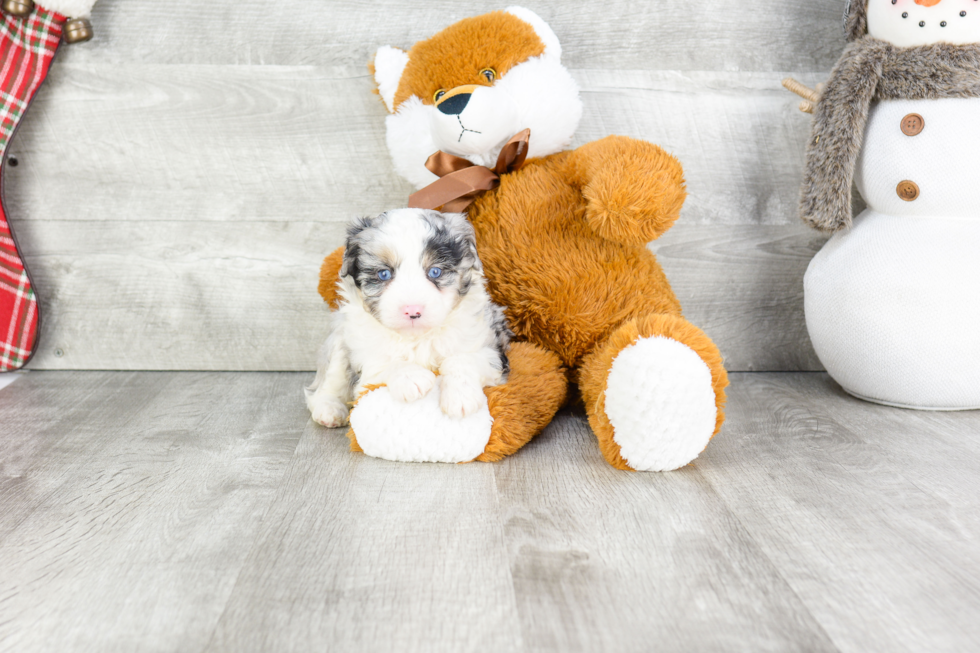 Hypoallergenic Aussiepoo Poodle Mix Puppy