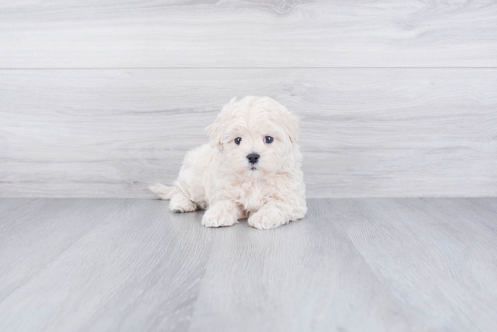 Best Maltipoo Baby