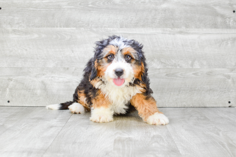 Mini Bernedoodle Puppy for Adoption