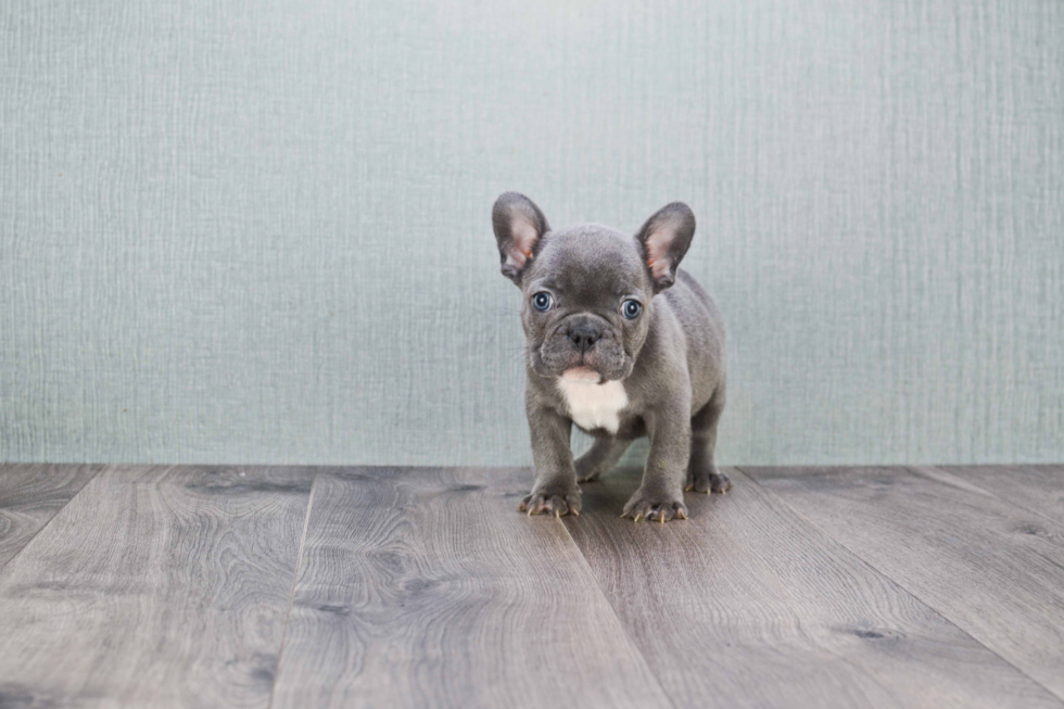 French Bulldog Puppy for Adoption