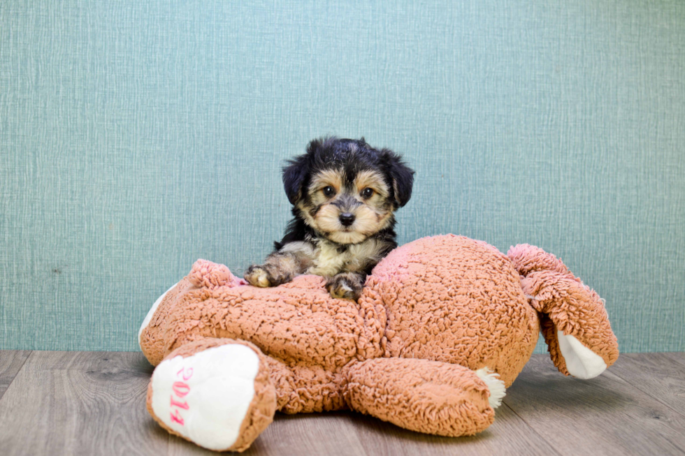 Best Morkie Baby