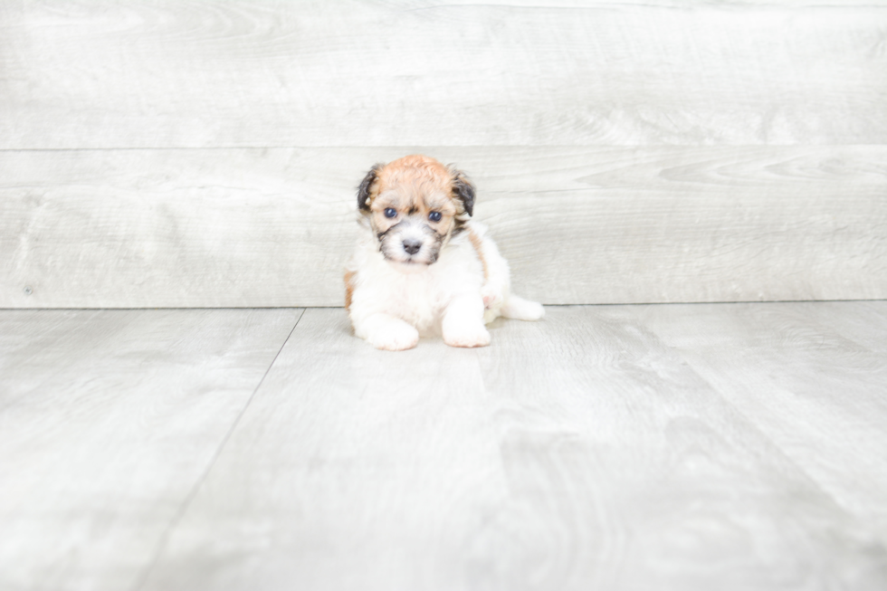 Havanese Pup Being Cute