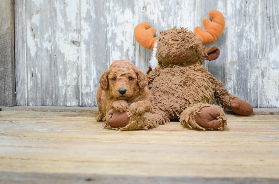 Happy Mini Goldendoodle Baby