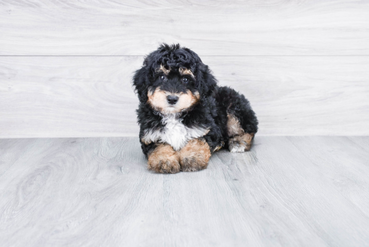 Best Mini Aussiedoodle Baby