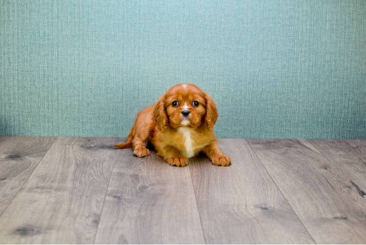 Little Cavalier King Charles Spaniel Purebred Pup