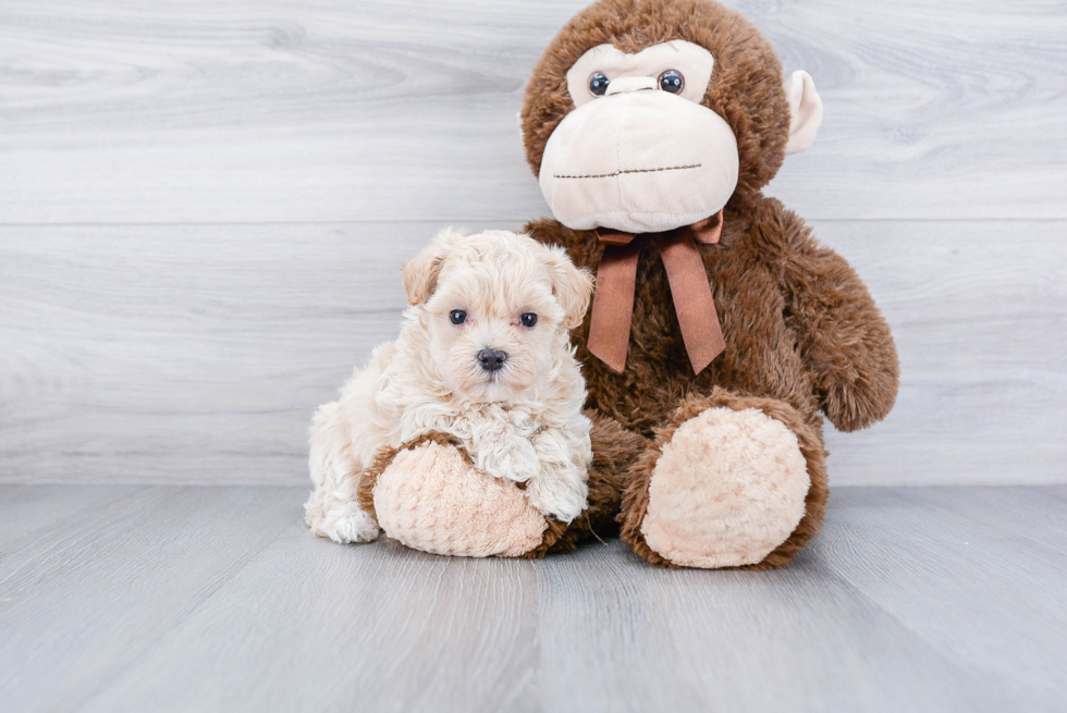 Maltipoo Pup Being Cute