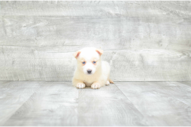 Pomsky Pup Being Cute