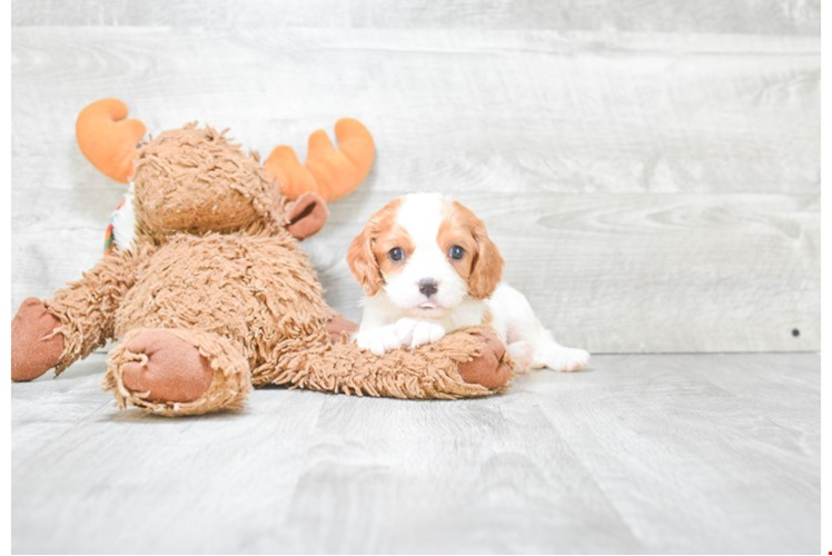 Best Cavapoo Baby