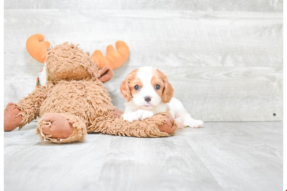 Best Cavapoo Baby