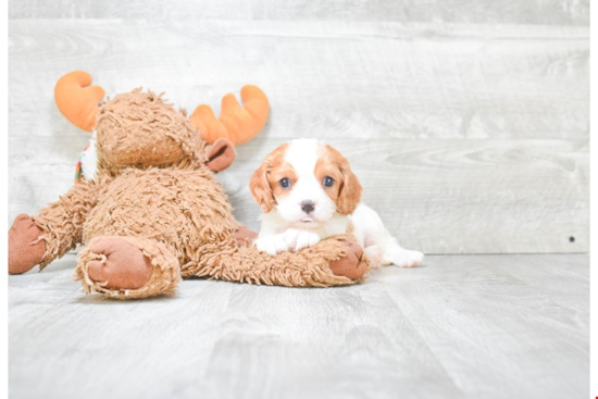 Best Cavapoo Baby