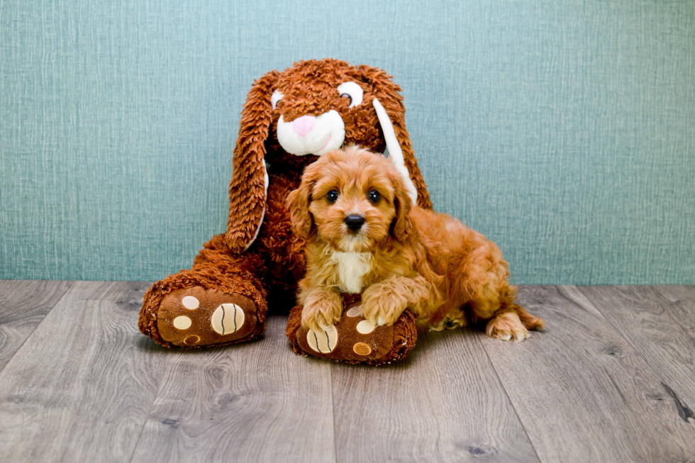 Fluffy Cavapoo Poodle Mix Pup