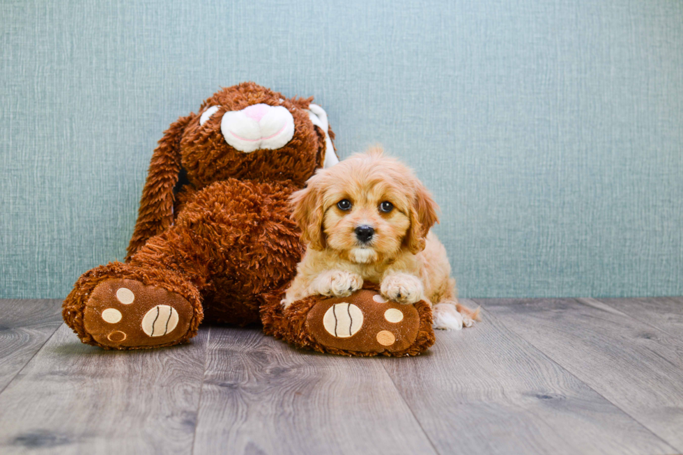 Cavapoo Pup Being Cute