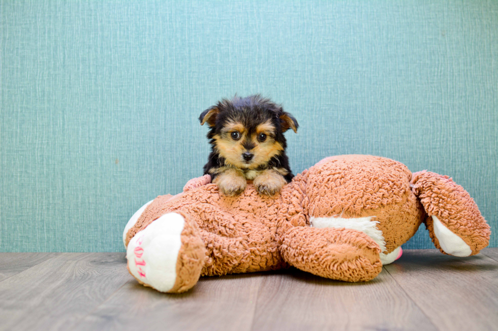 Cute Yorkie Pom Baby