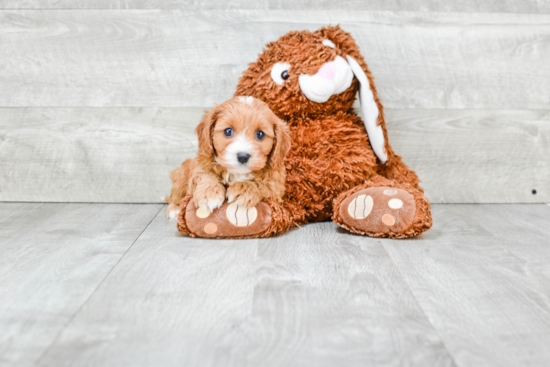 Sweet Cavapoo Baby