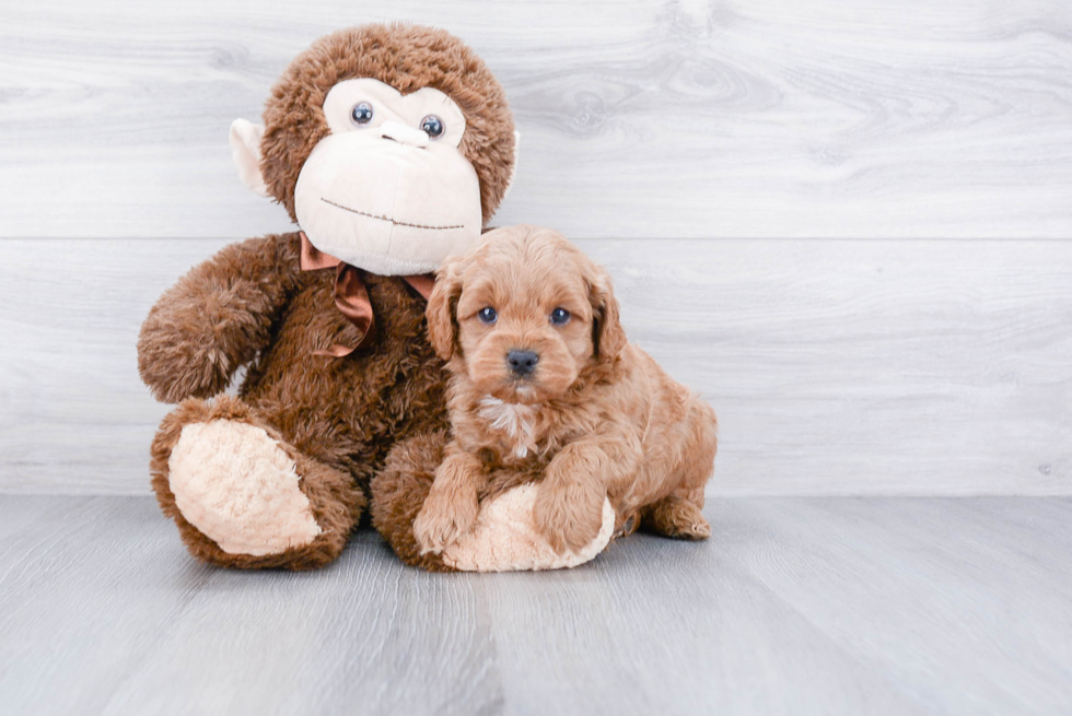 Best Cockapoo Baby