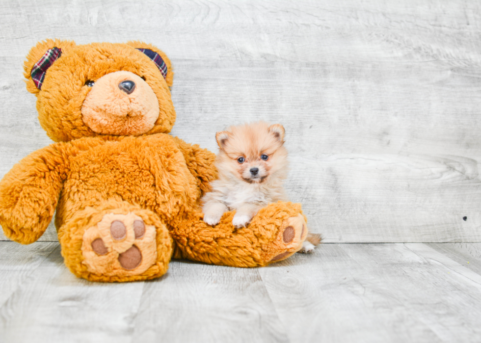 Pomeranian Pup Being Cute