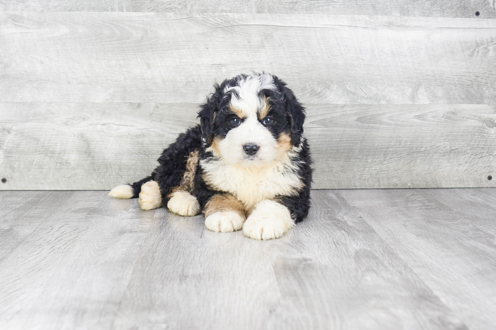 Best Mini Bernedoodle Baby