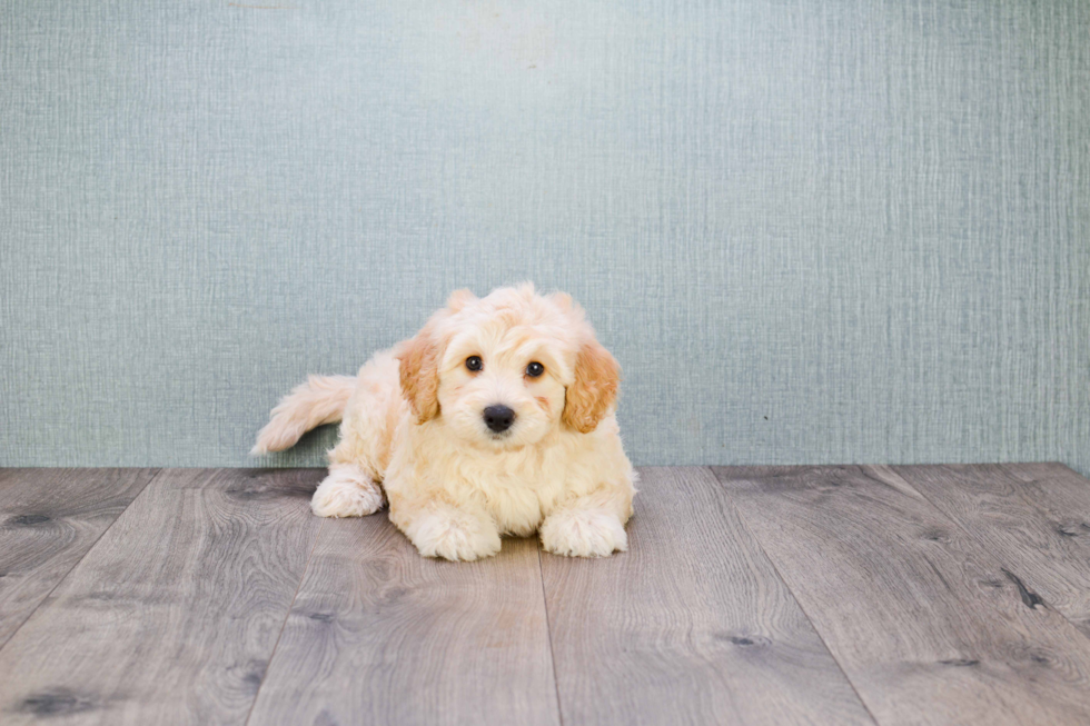 Cute Mini Goldendoodle Baby