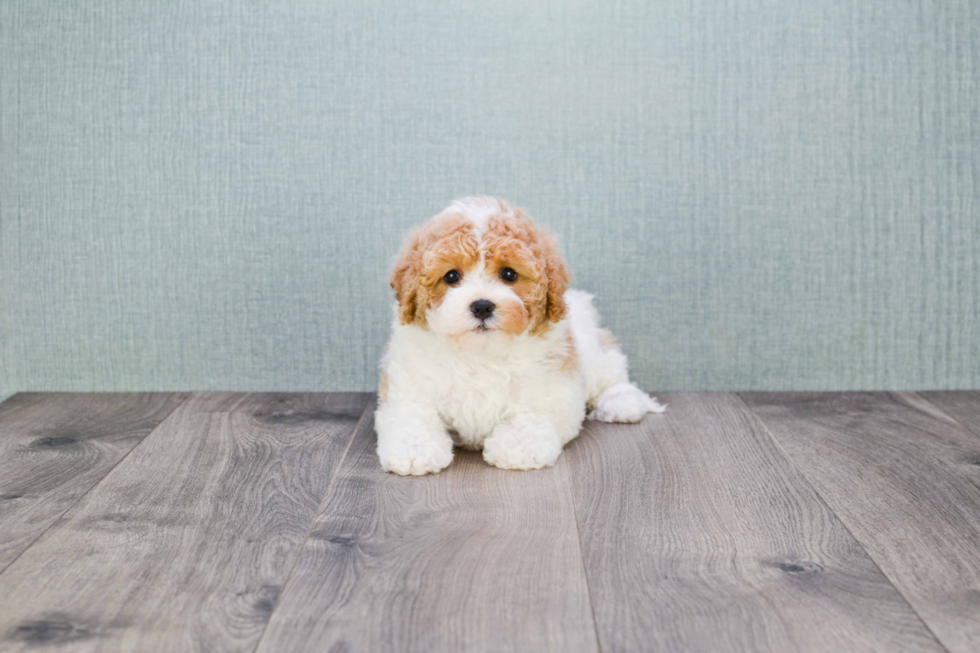 Best Cavapoo Baby