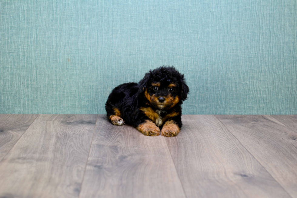 Playful Yorkie Doodle Poodle Mix Puppy